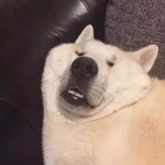 沙雕又可爱的猫咪狗狗头像超萌的