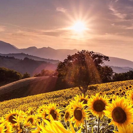 阳光明媚的风景唯美微信头像图片