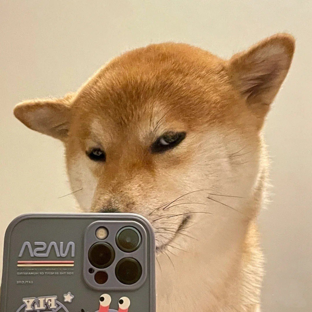 修勾沙雕头像|狂拽酷炫自拍的柴犬狗子图片
