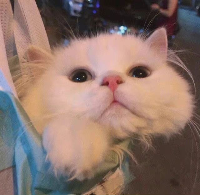 好漂亮的小猫咪可爱微信头像图片