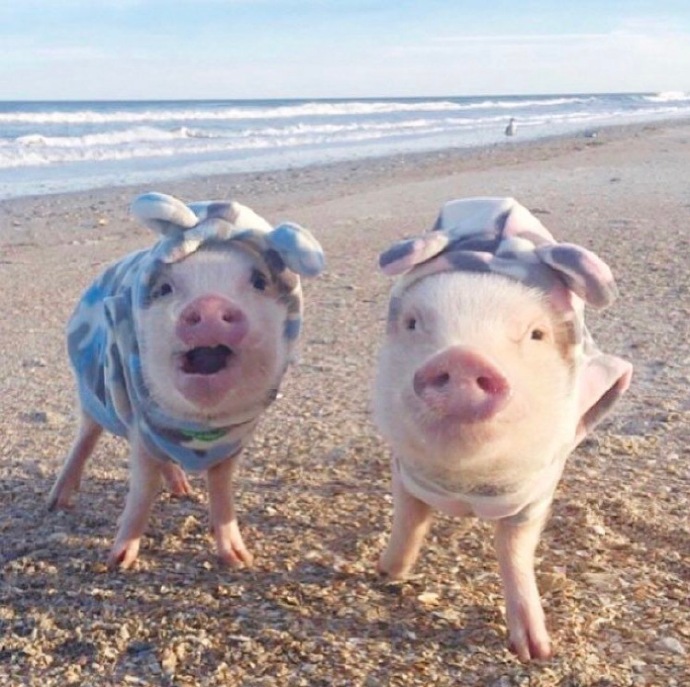 可爱的情侣小猪呆萌微信头像大全