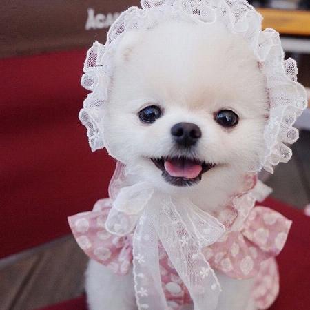 可爱的小型犬微信最新头像大全