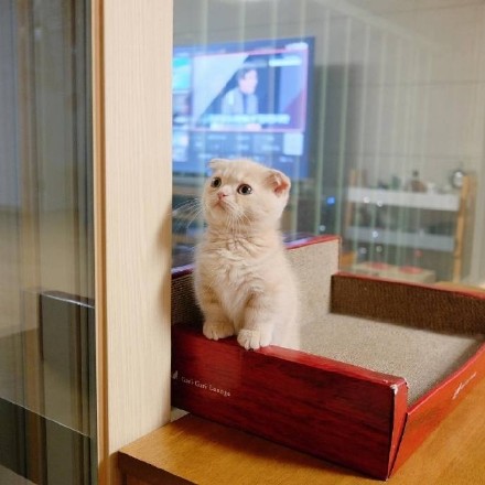 奶萌的小折耳猫头像大全丨所有烂情绪只有靠自己消化