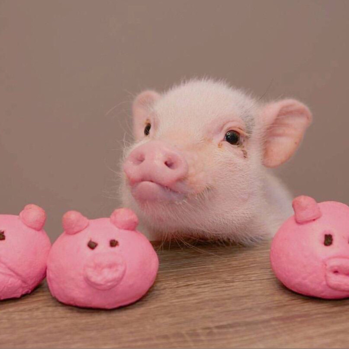 可爱的小动物头像丨只做我自己，好好爱自己