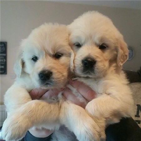 治愈风小动物可爱微信头像大全图片