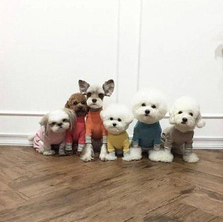 超级可爱的小狗高清微信头像图片大全