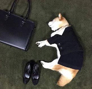 超可爱的搞怪柴犬微信热门头像