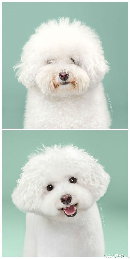 可爱的宠物狗剪毛前后照片头像大全