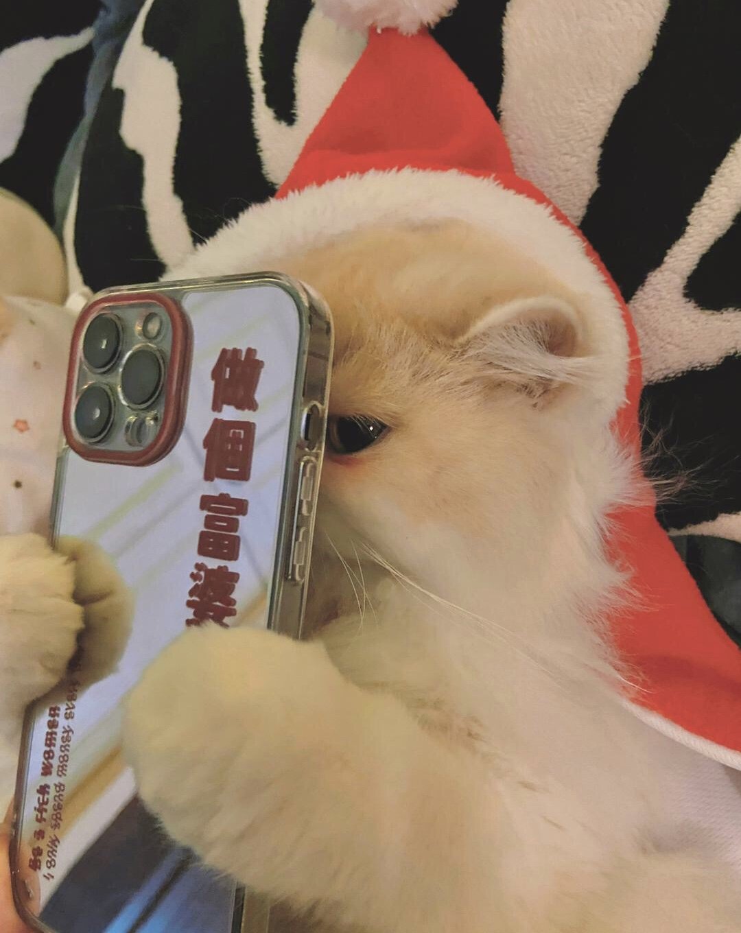 将可爱进行到底的小猫咪头像图片