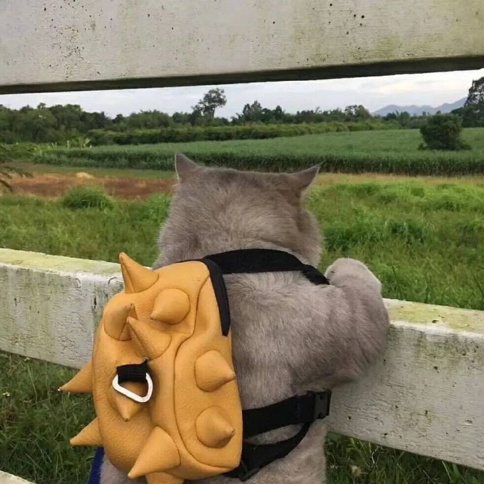 超萌可爱的猫图片 微信小猫咪头像图片大全