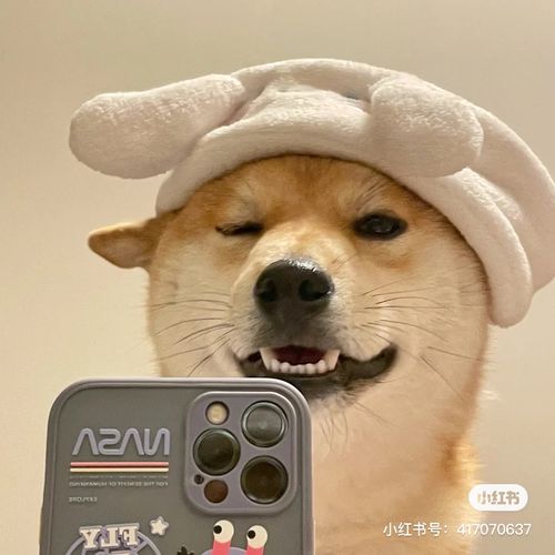 适合当头像的狗狗图片 好看的狗头头像图片