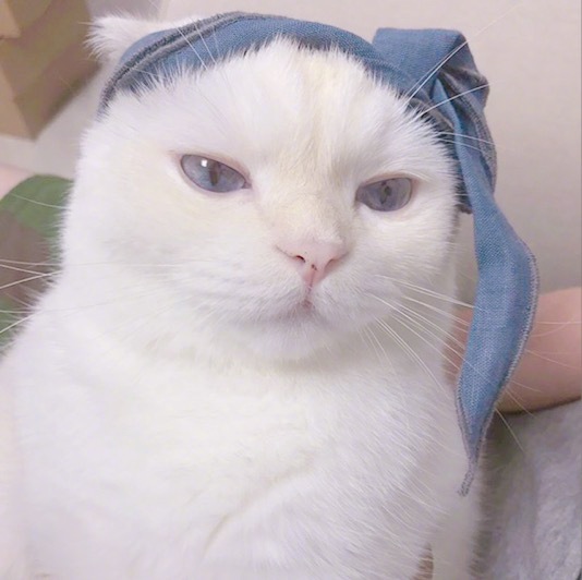 呆萌的可爱猫咪高清头像图片大全