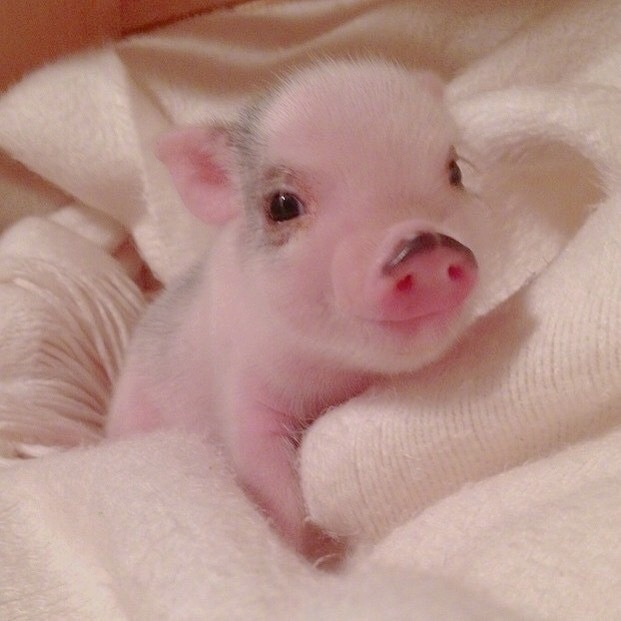 粉嫩可爱萌化人的宠物小猪头像|谁还不是小可爱咋滴