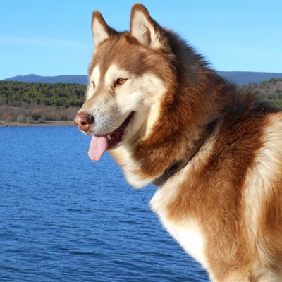 拆家小能手二哈-憨憨可爱的哈士奇头像图片