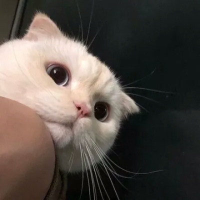 最受欢迎的可爱宠物-猫咪狗狗精选头像图片