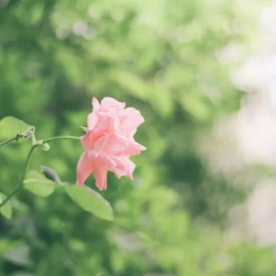 精选唯美清新好看的花朵高清头像