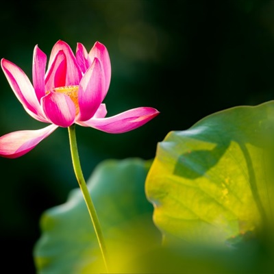 中老年最爱的唯美荷花微信头像图片