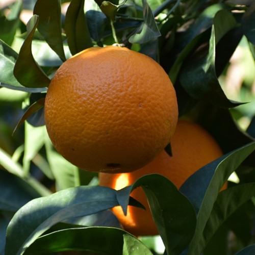 青涩到黄橙橙的橘子微信头像图片