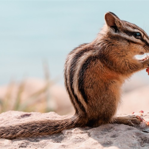 小巧可爱的动物-金花鼠微信头像图片