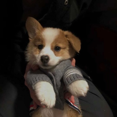 憨憨的可爱小狗头像图片