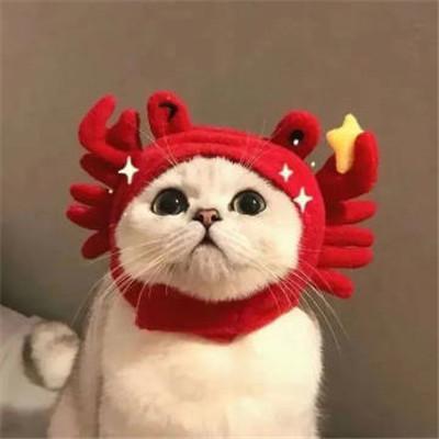 精选萌宠头像：猫咪狗狗都是人类的好朋友