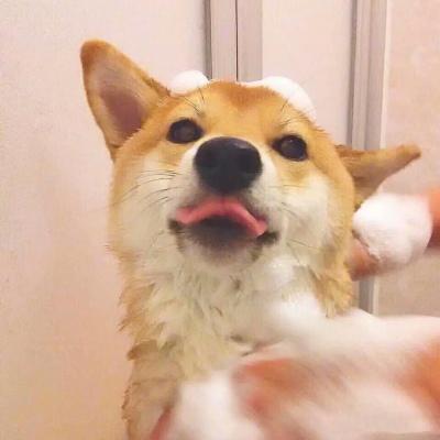 狗狗搞怪情头_可爱萌宠狗狗头像