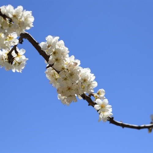 清新淡雅的梨花头像·春日花卉微信头像图片