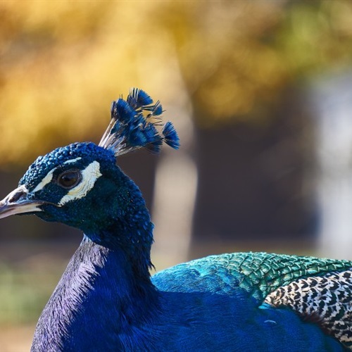 高贵好看的蓝孔雀微信QQ头像