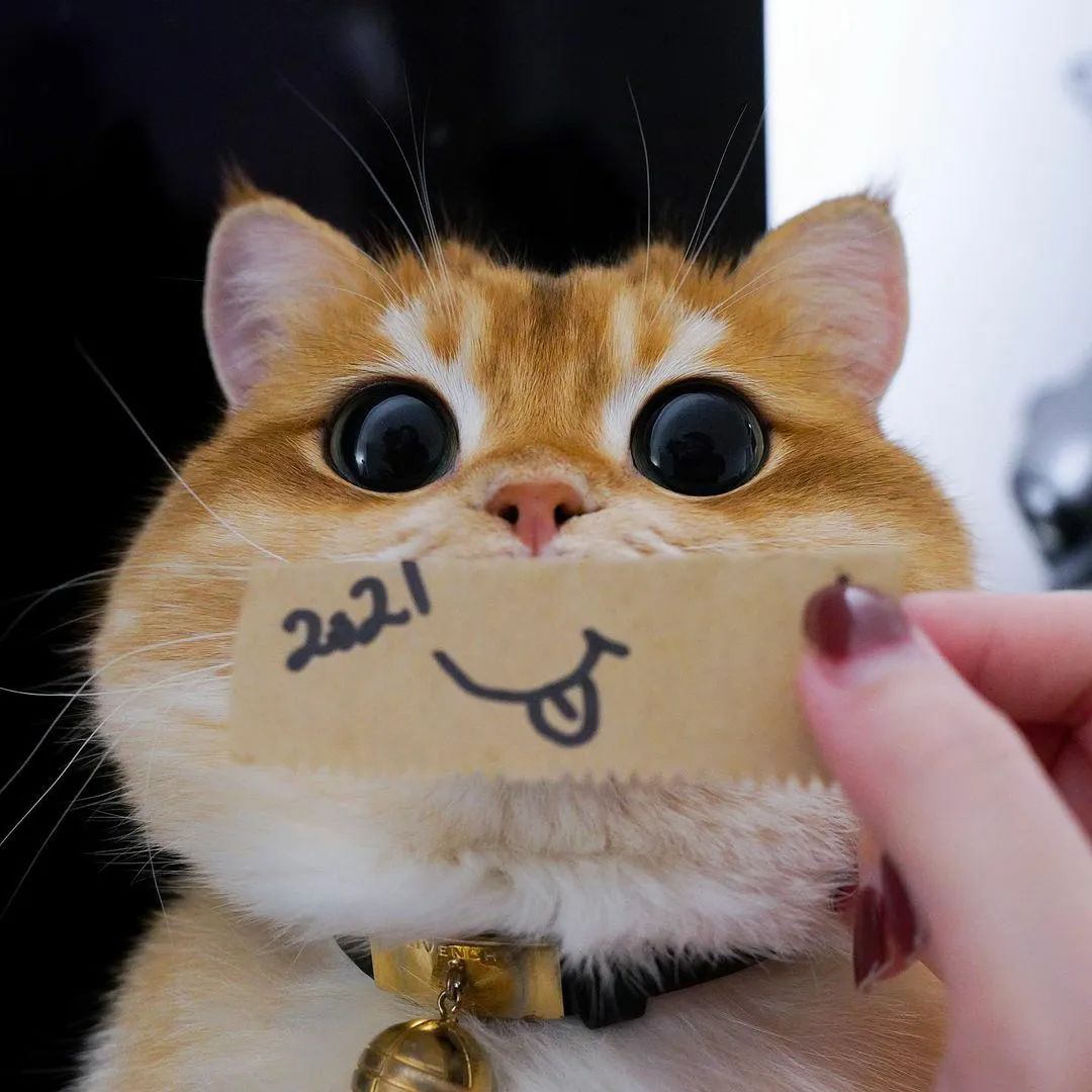 搞笑可爱的小动物微信头像丨平安喜乐，得偿所愿