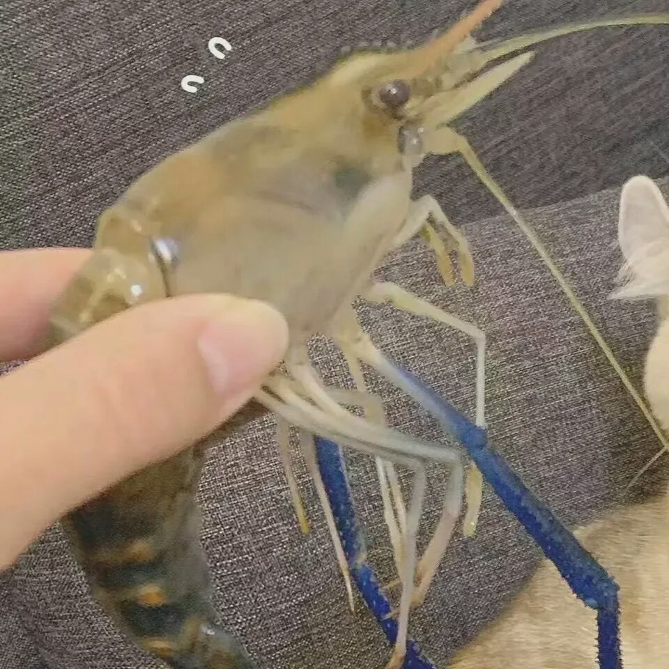 可爱的情侣头像萌系图片 可爱微信头像大全