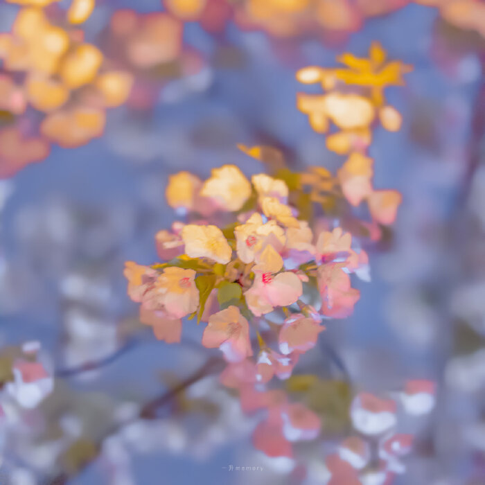 月光和花都温柔·柔和夜色的樱花唯美清新头像图片