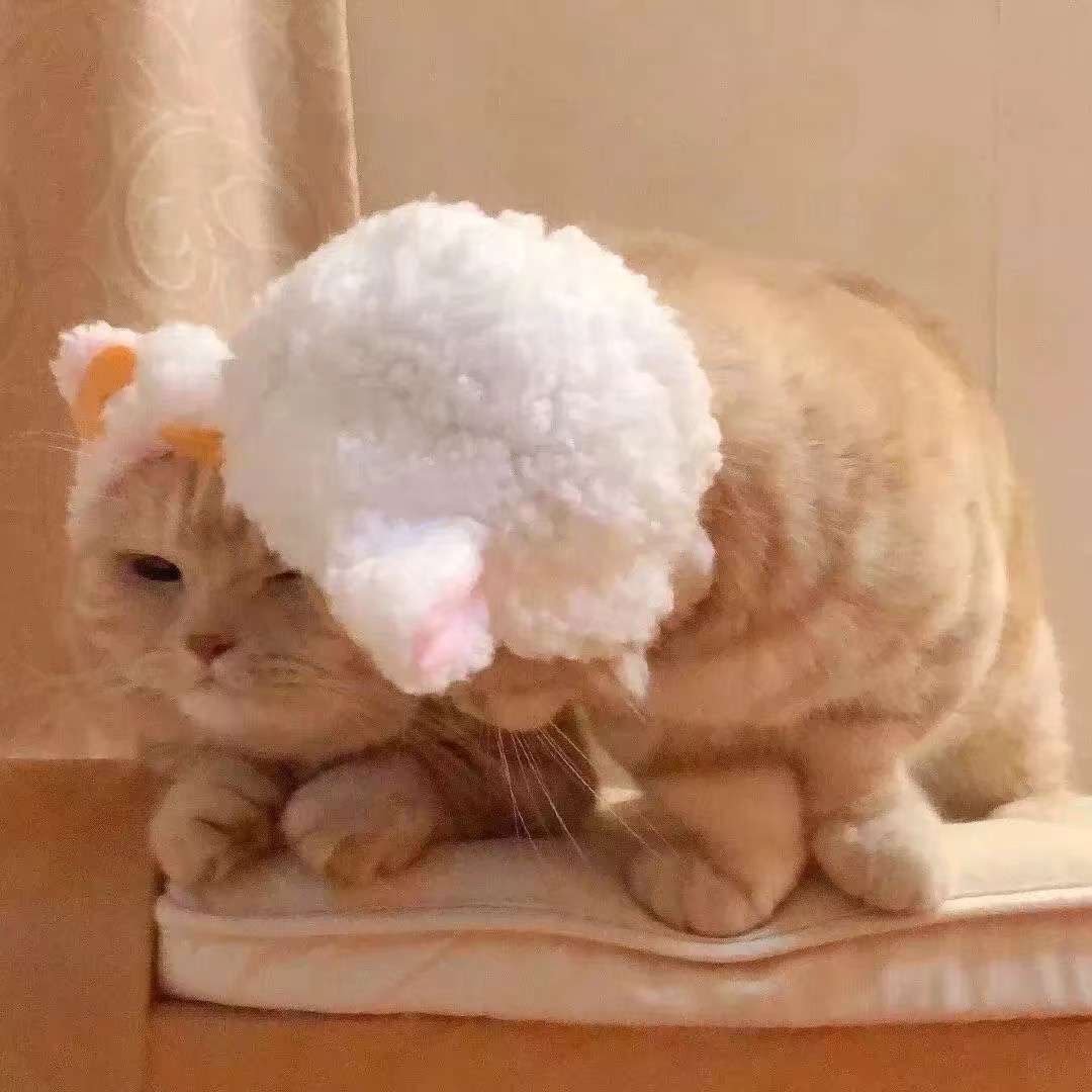 可爱萌宠猫咪情侣精选头像图片