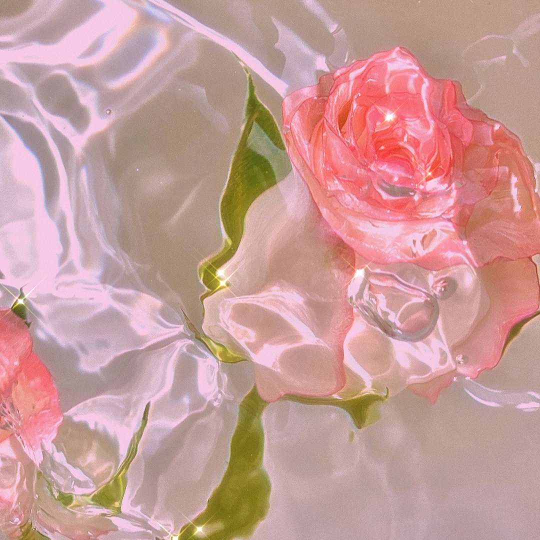 闪闪发亮的粉红玫瑰好看唯美高清头像图片