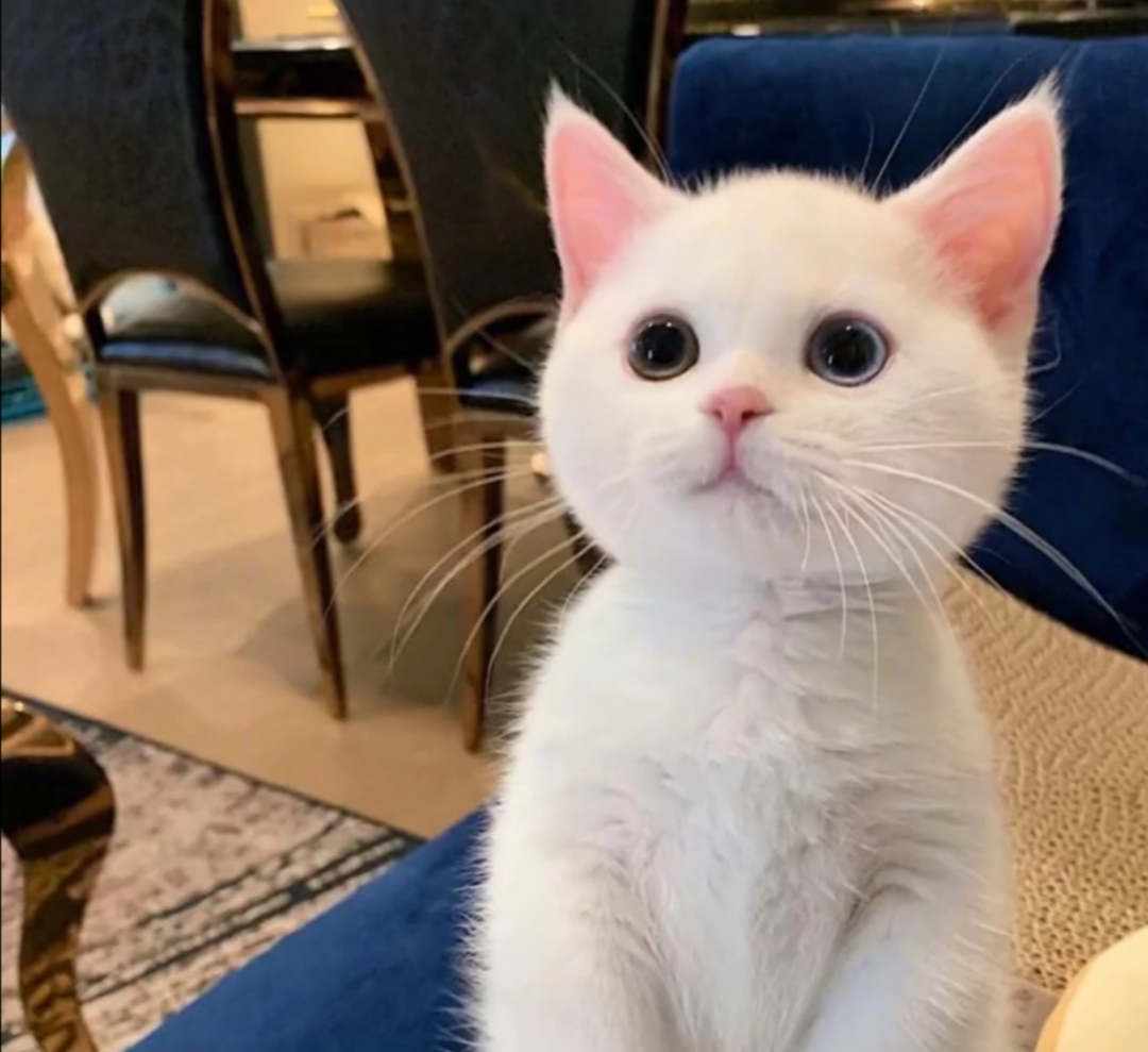 猫咪头像丨入目无他人，四海皆是你