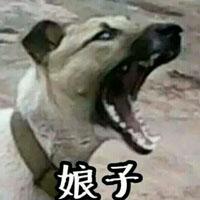 娘子官人情侣头像（小娘子图片表情包）