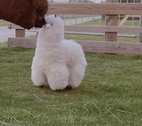 超可爱小动物高清微信情侣头像图片大全