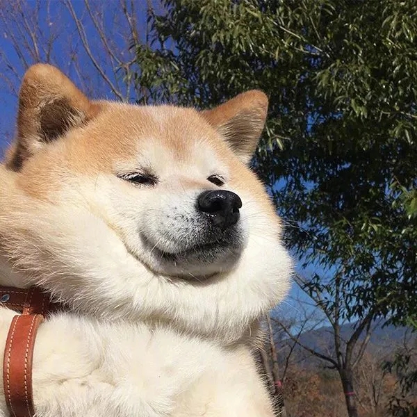 猫狗系列可爱微信头像图片