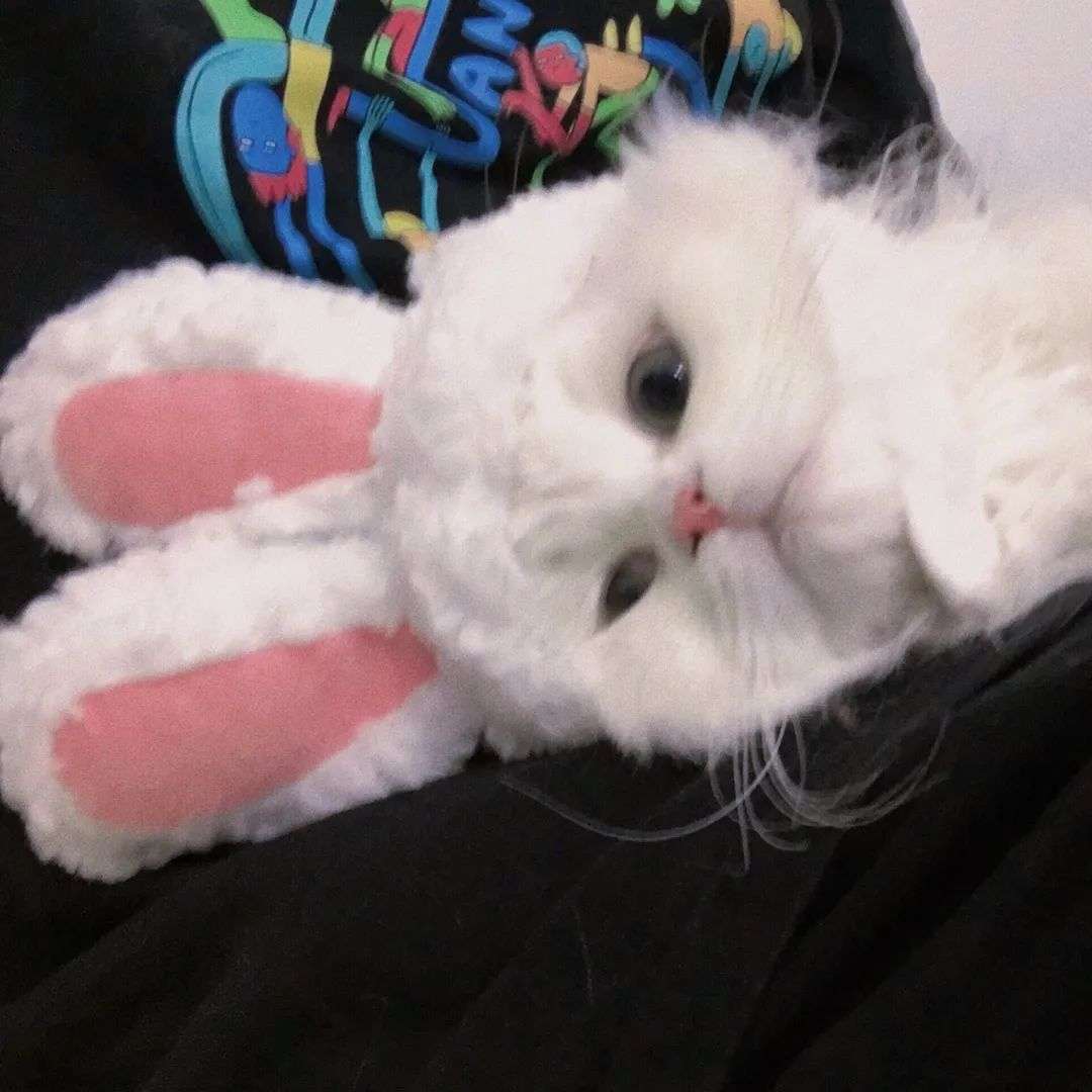 沐/优质/超可猫咪.头像图片