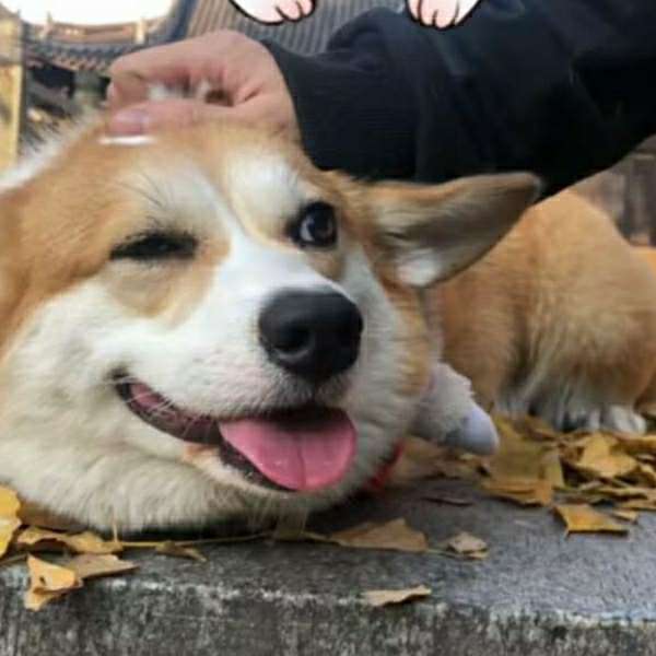 超可爱的柴犬高清微信抖音qq头像图片
