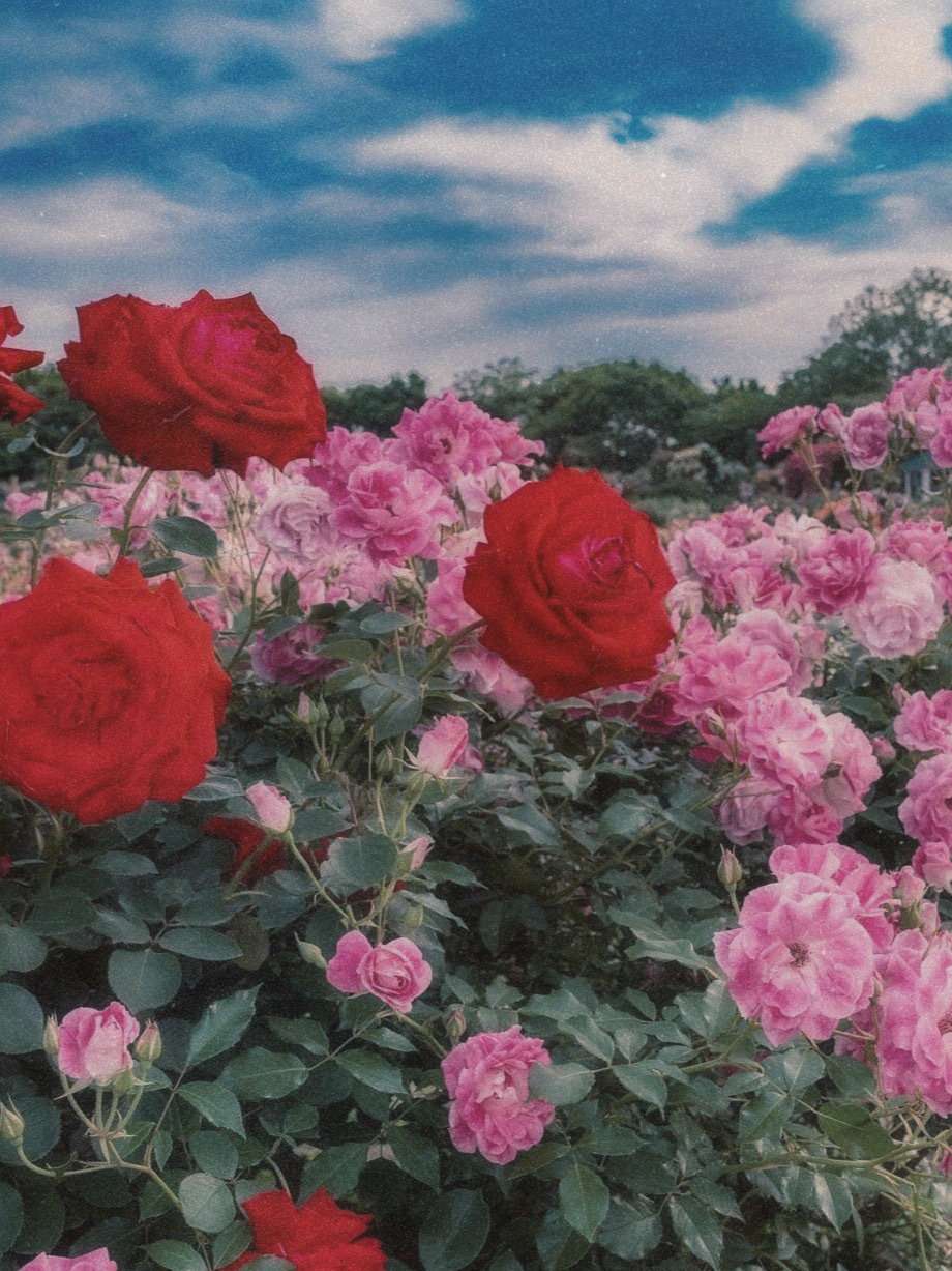 爱丽丝梦游仙境复古花朵风景图片