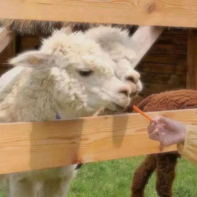 情头对象不是人系列头像图片