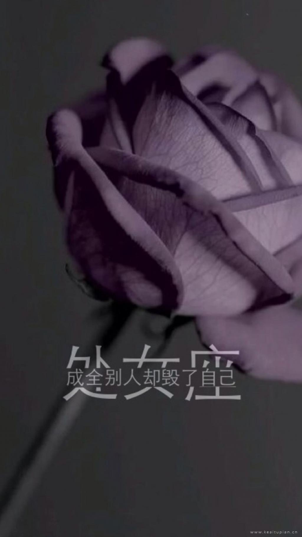 处女座唯美花朵个性语录手机壁纸图片