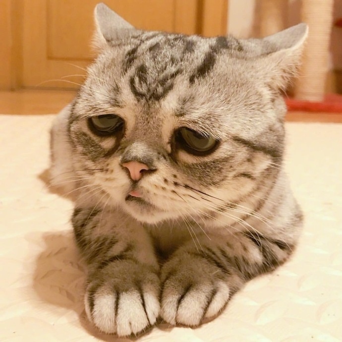 可爱又带点伤感的猫咪图片