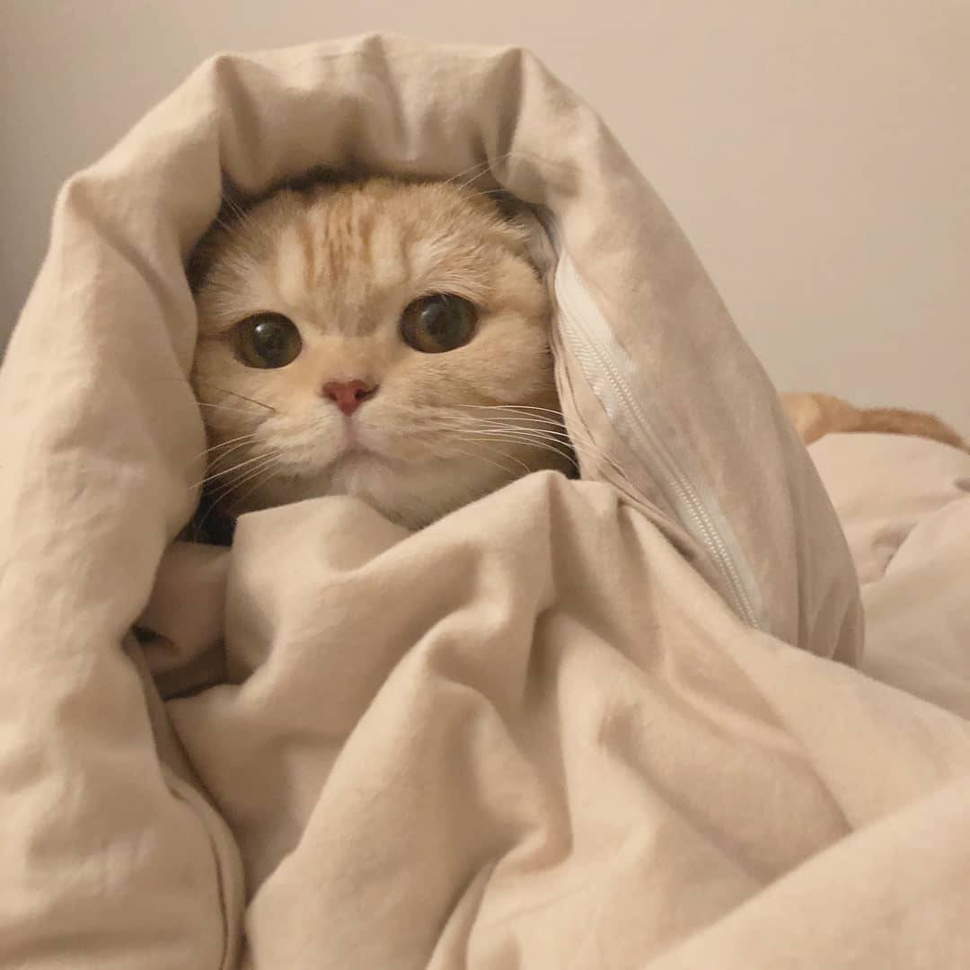 小猫咪图片可爱头像 小猫可爱头像微信图片大全