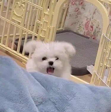 可爱小狗头像图片 小狗情侣头像图片