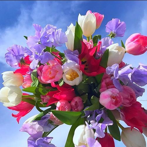 头像图片花朵风景 图片花朵风景图片壁纸