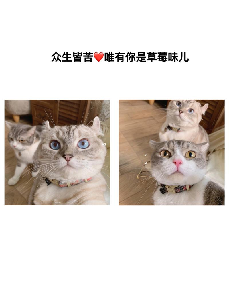 情侣头像带猫一男一女 情侣头像一男一女带猫一人一半