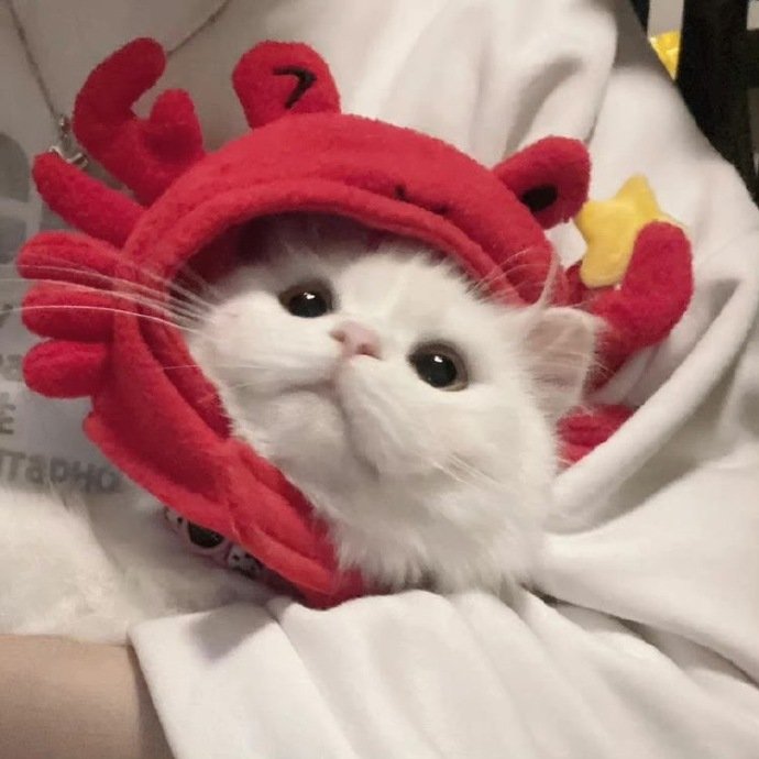 可爱猫咪头像高清图片 猫咪可爱图片卖萌头像