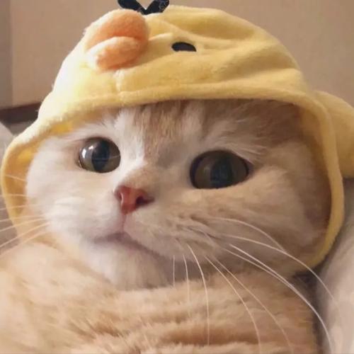 可爱小动物头像 可爱小动物图片头像