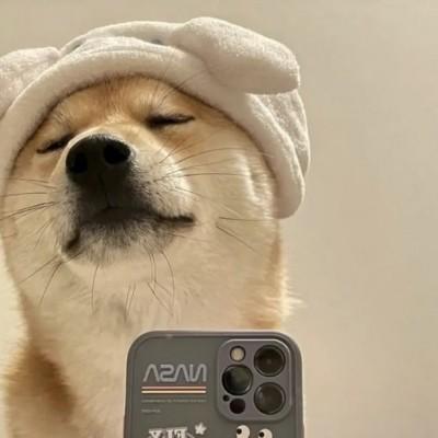 可爱又沙雕的动物头像 可爱沙雕小动物头像